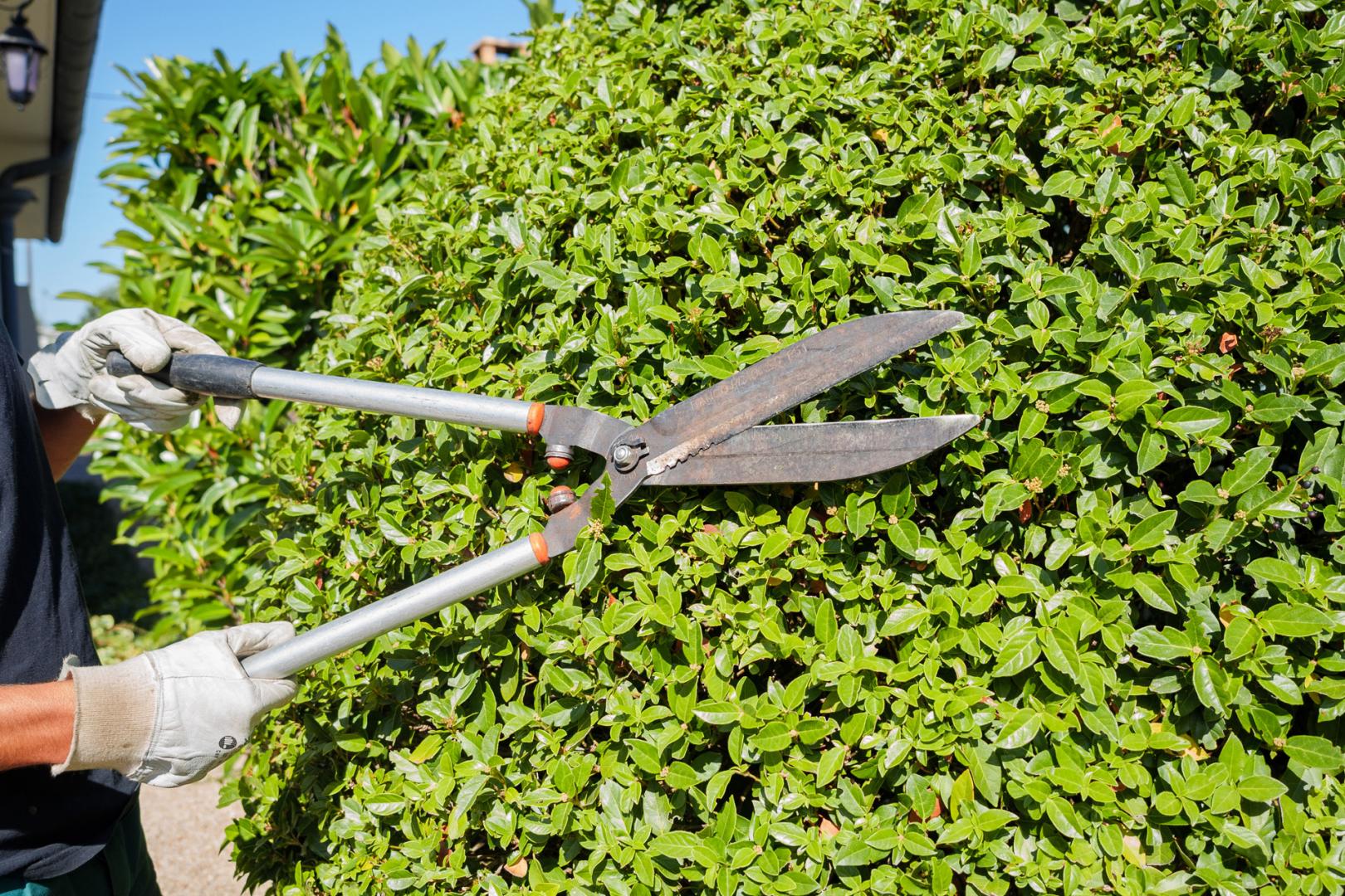 Taille de haie Issoudun