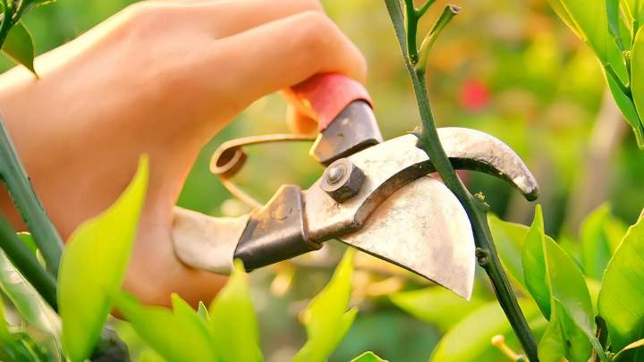 Coupe de haie Vierzon